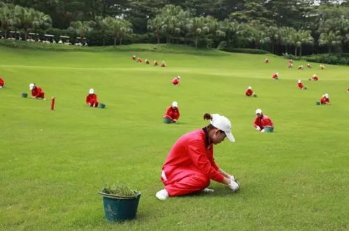 适合开高尔夫球的人群