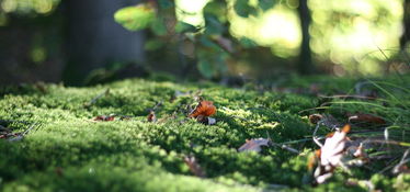 水畔绿意盎然，揭秘那些隐藏在水下的生命画卷——探索水生植物的奇妙世界