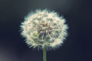 破土而出的希望，蒲公英种子的旅程——探索生命的力量与坚韧