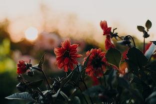 一年四季，花开不败，十二个月的花卉盛景与生活哲理