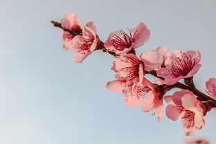 绽放青春的花朵，探索女孩的成长与自我表达