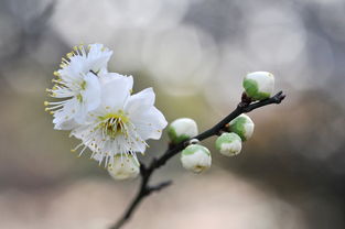 探秘牡丹花开的韵律，从早春到盛夏，一季的华丽绽放